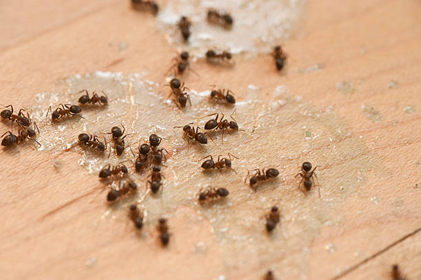 Best Pest Prevention Services  in Brewster, NY