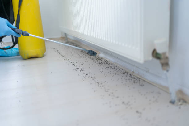 Best Flea Control Services  in Brewster, NY